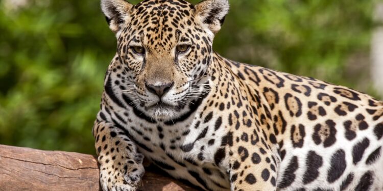 Foto:Parque Nacional do Iguaçu