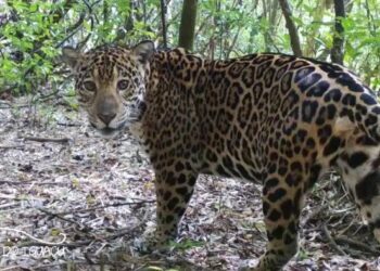 Visit Iguassu patrocina ação ‘Onça Grafiteira”, do Projeto “Onças do Iguaçu”