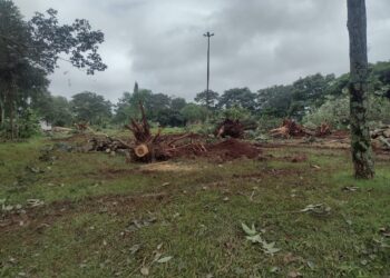 Começa a retirada das árvores na Praça da Aroeiras