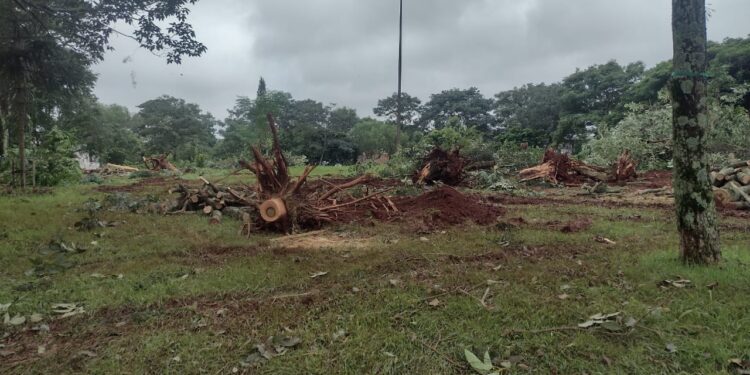 Começa a retirada das árvores na Praça da Aroeiras