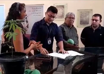 Mulher leva pé de maconha para audiência sobre o uso da Cannabis na câmara e vai parar na delegacia