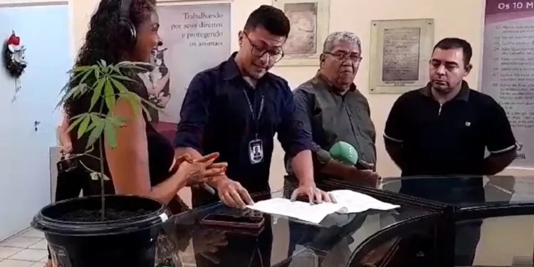 Mulher leva pé de maconha para audiência sobre o uso da Cannabis na câmara e vai parar na delegacia