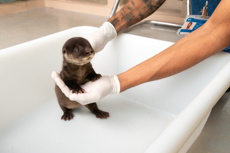Refúgio Biológico da Itaipu está com novos filhotes em Foz