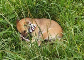 Homem é atropelado na BR 277 e cão permanece ao lado dele até a chegada da polícia