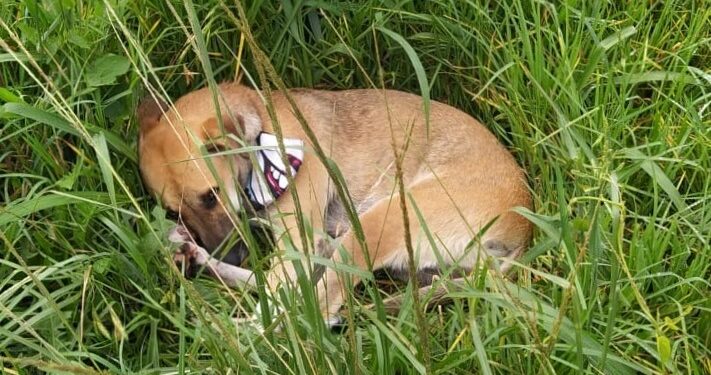 Homem é atropelado na BR 277 e cão permanece ao lado dele até a chegada da polícia