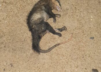 Copel diz que quedas de energia em Foz foram por causa de curto-circuito provocado por um “Gambá”