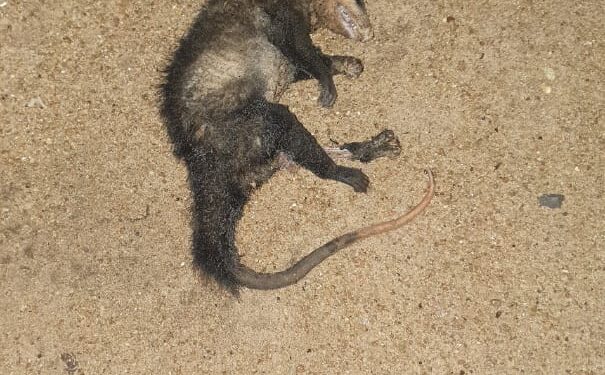 Copel diz que quedas de energia em Foz foram por causa de curto-circuito provocado por um “Gambá”