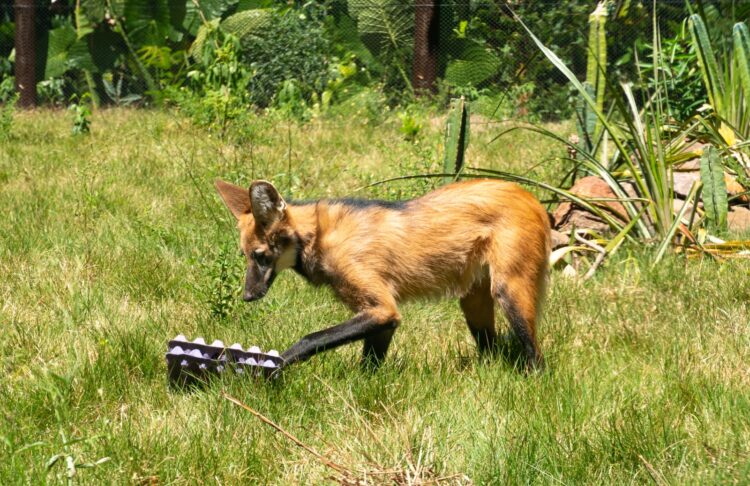 Refúgio Biológico da Itaipu está com novos filhotes em Foz