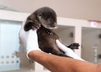 Refúgio Biológico da Itaipu está com novos filhotes em Foz
