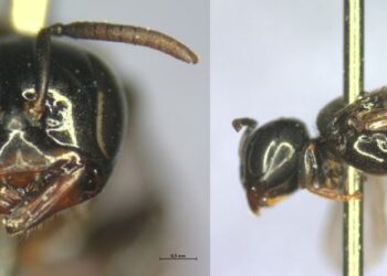 Pesquisadores do Refúgio Biológico de Itaipu identificam abelha inédita no Brasil