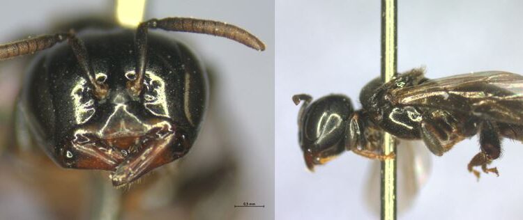 Pesquisadores do Refúgio Biológico de Itaipu identificam abelha inédita no Brasil