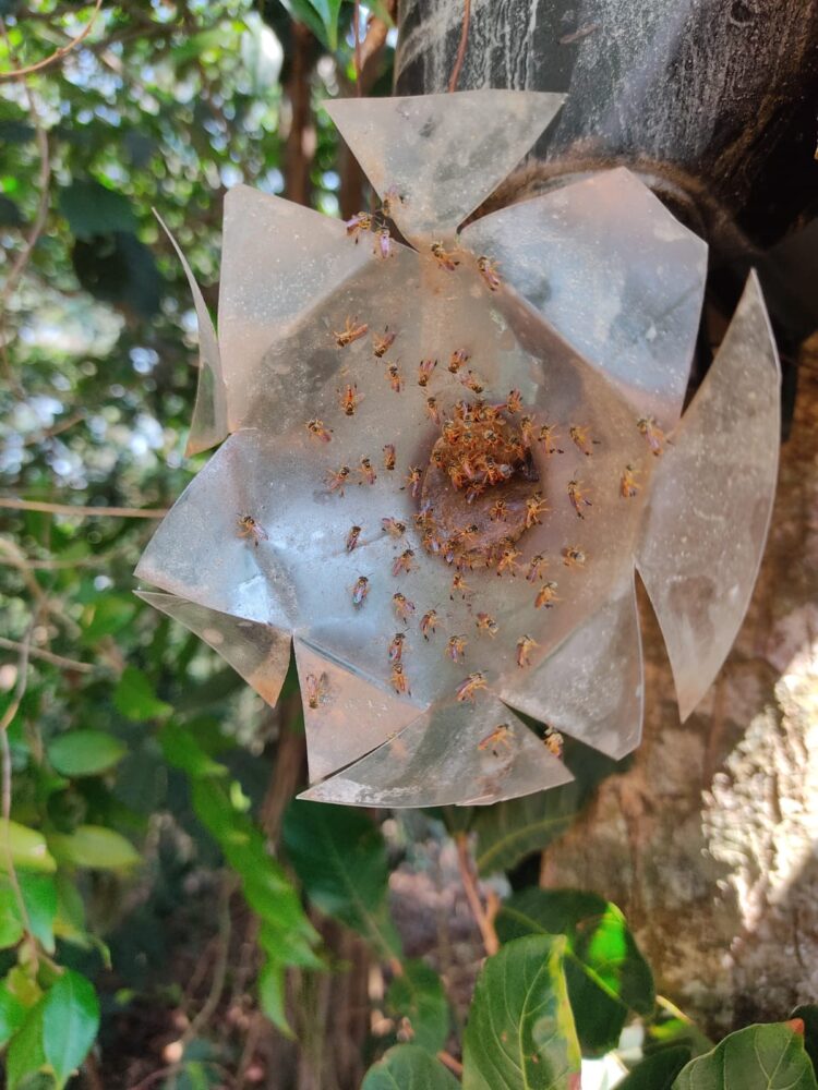 Pesquisadores do Refúgio Biológico de Itaipu identificam abelha inédita no Brasil