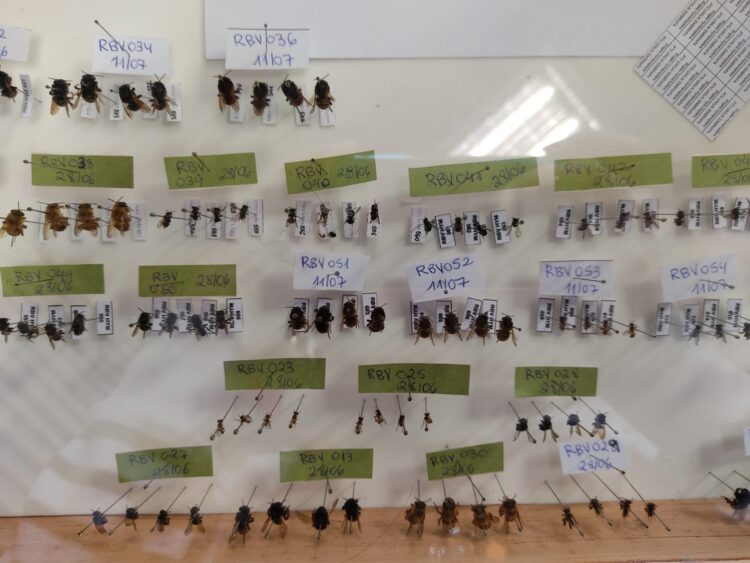 Pesquisadores do Refúgio Biológico de Itaipu identificam abelha inédita no Brasil