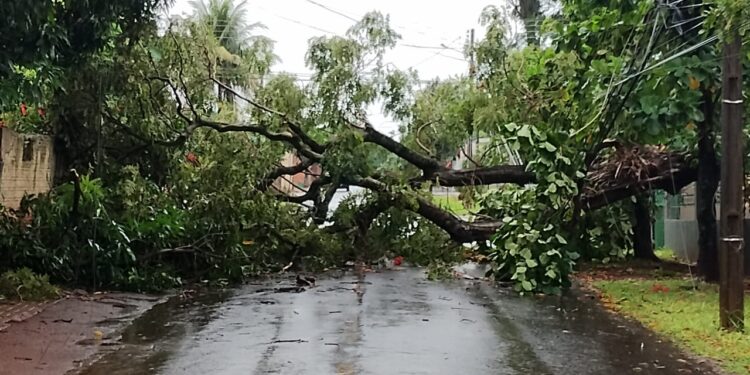 Ventos que passaram dos 90km/h derrubaram árvores e 42 mil unidades ficaram sem luz em Foz