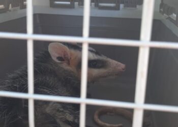 Após avaliação, veterinários decidem pela eutanásia dos dois gambás apreendidos na Ponte da Amizade