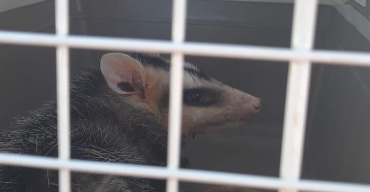 Após avaliação, veterinários decidem pela eutanásia dos dois gambás apreendidos na Ponte da Amizade