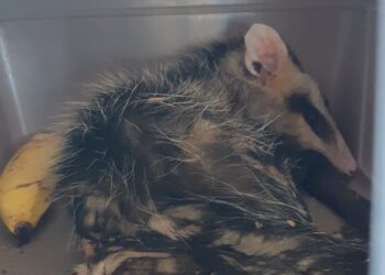 Paraguaio que trazia dois gambás do vizinho país é preso na Ponte da Amizade