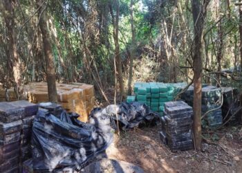 Polícia apreende mais de 5,5 toneladas de maconha em propriedade rural, em Santa Helena