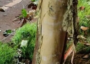 Dois homens morrem após bater a moto contra uma árvore em Foz do Iguaçu