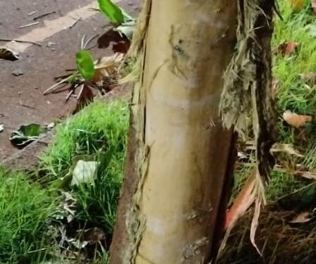 Dois homens morrem após bater a moto contra uma árvore em Foz do Iguaçu