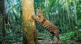 Começa novo censo das onças-pintadas no Parque Nacional do Iguaçu