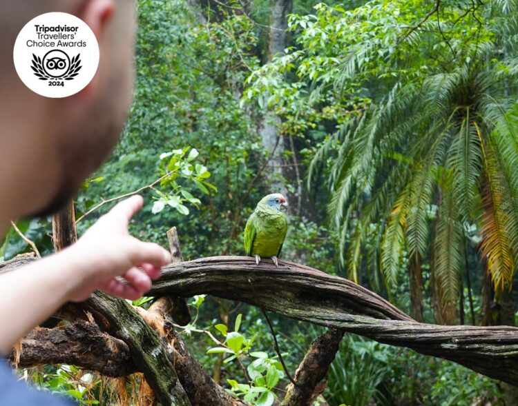 Parque das Aves recebe selo Travellers’ Choice 2024 e lidera lista do TripAdvisor