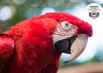 Parque das Aves recebe selo Travellers’ Choice 2024 e lidera lista do TripAdvisor