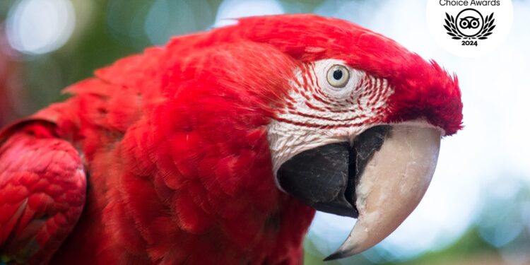 Parque das Aves recebe selo Travellers’ Choice 2024 e lidera lista do TripAdvisor