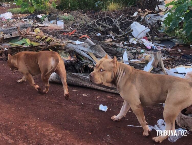 Mulher fica gravemente ferida após ataque de cães Pitbull soltos na rua em Foz do Iguaçu