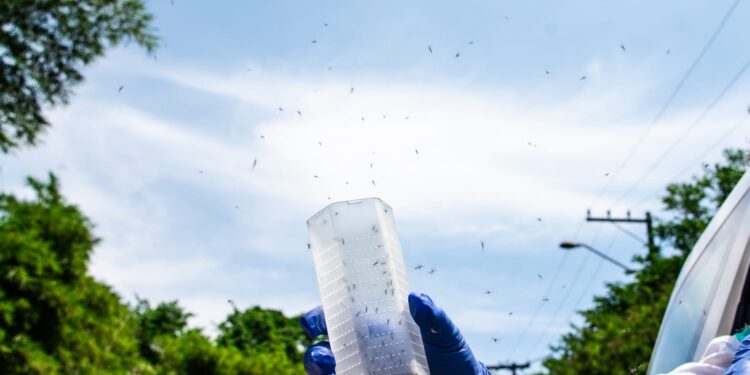 Fiocruz começa orientar moradores sobre Método Wolbachia de combate à dengue em Foz do Iguaçu