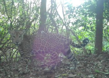 Biólogos comemoram a identificação de mais um filhote de onça-pintada no Parque Nacional do Iguaçu