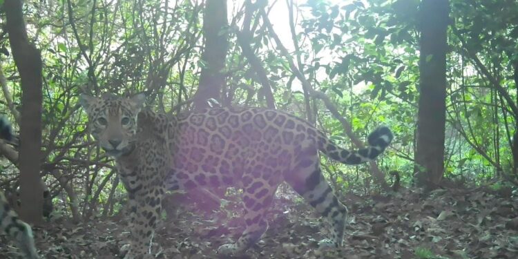Biólogos comemoram a identificação de mais um filhote de onça-pintada no Parque Nacional do Iguaçu
