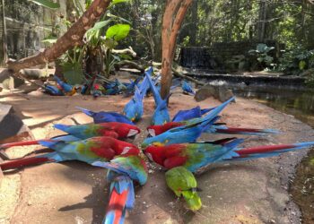 Parque das Aves espera receber 100 mil visitantes em julho em Foz do Iguaçu