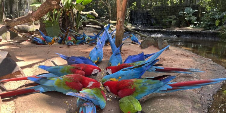 Parque das Aves espera receber 100 mil visitantes em julho em Foz do Iguaçu
