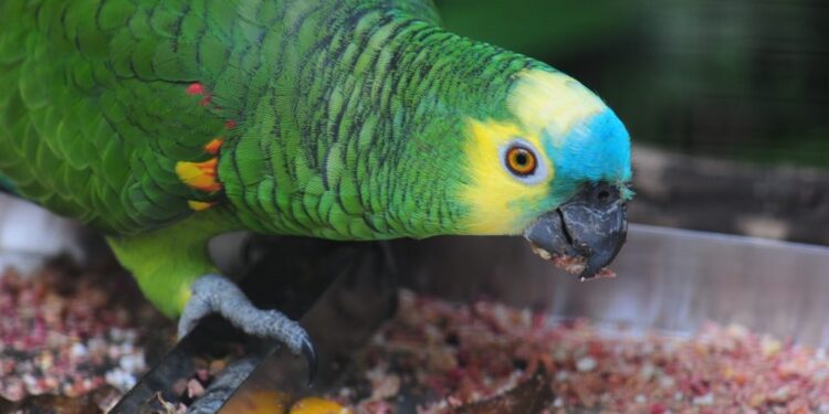 Com o frio, animais recebem cuidados especiais no Parque das Aves