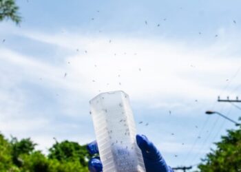 Método Wolbachia de combate à dengue em Foz do Iguaçu começa na próxima segunda-feira, 29