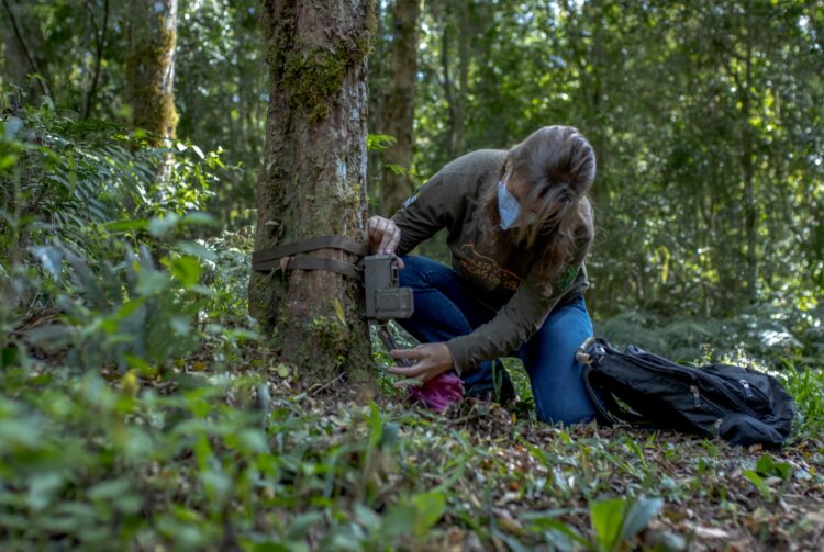 Loja de lembranças do Eco Park homenageia animais e ajuda projeto Onças do Iguaçu