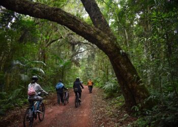 Parque Nacional do Iguaçu segue com os passeios guiados de bicicleta pela floresta da Mata Atlântica