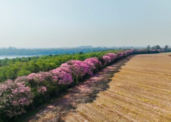 Espetáculo da natureza: florada de Ipês na Faixa de Proteção do Reservatório de Itaipu evidencia cortina florestal