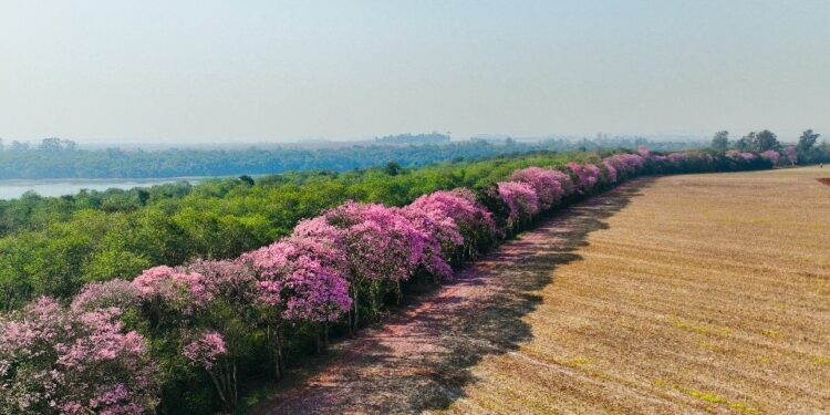 Espetáculo da natureza: florada de Ipês na Faixa de Proteção do Reservatório de Itaipu evidencia cortina florestal