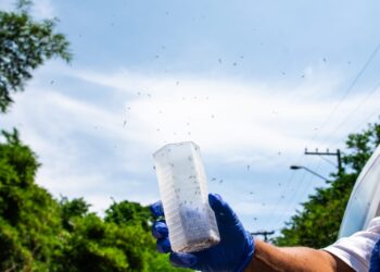 Método Wolbachia: segunda-feira (26), vai ter soltura de mosquito em Foz do Iguaçu