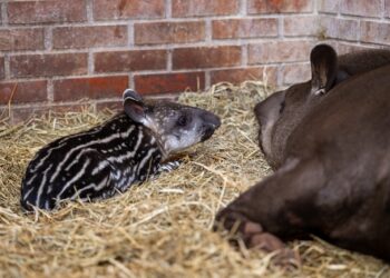 Filhote de anta que nasceu esta semana no Refúgio Bela Vista é fêmea