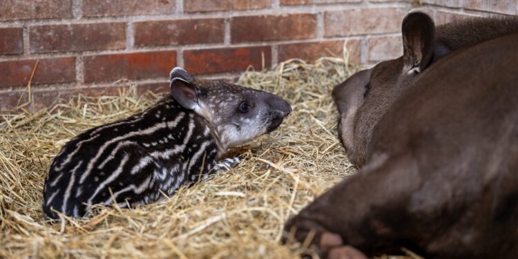 Filhote de anta que nasceu esta semana no Refúgio Bela Vista é fêmea