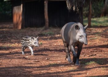Itaipu faz registro inédito de imagens de nascimento de anta no RBV