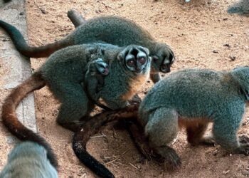 Nasce primeiro filhote de macaco-da-noite no Dreams Eco Park