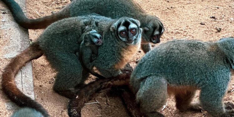Nasce primeiro filhote de macaco-da-noite no Dreams Eco Park