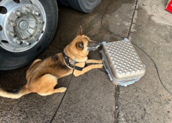 Após cão farejador identificar maconha na bagagem, passageira é presa na rodoviária de Foz