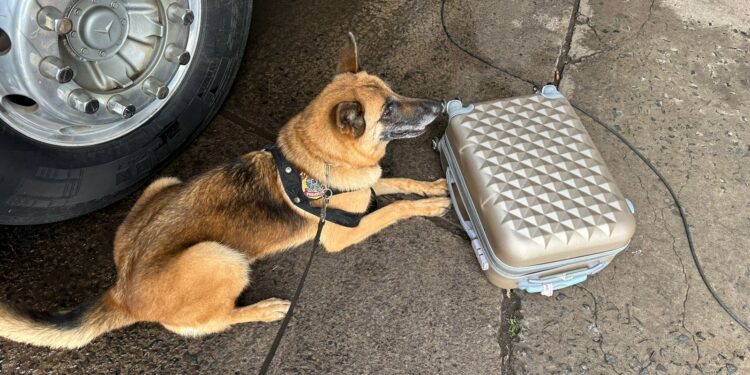 Após cão farejador identificar maconha na bagagem, passageira é presa na rodoviária de Foz