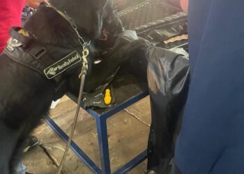 Com auxílio de cão farejador, fiscais da receita apreendem haxixe na Ponte da Amizade