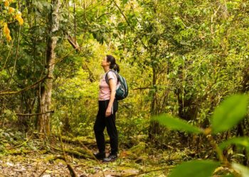 Conheça a Ytepopo: Parque Nacional do Iguaçu lançará trilha às margens do Rio Iguaçu